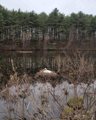 Swan, Sitting on Nest