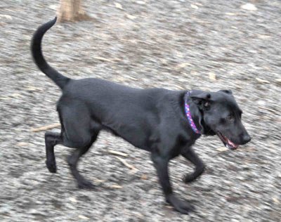 Dog Park Visitor