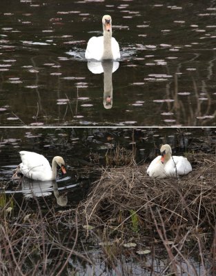 Swans on Whitney Lakes