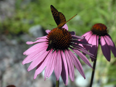 Butterfly & moth on Echinacea