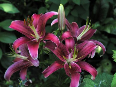 Lilies in Montreal, Quebec