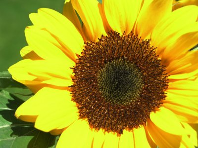Sunflower in Halifax, Nova Scotia