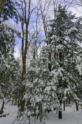 winter_in_whites