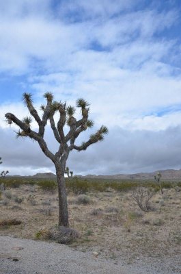 joshua_tree
