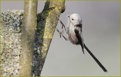 Schwanzmeise