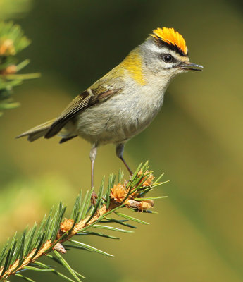 sommergoldhähnchen