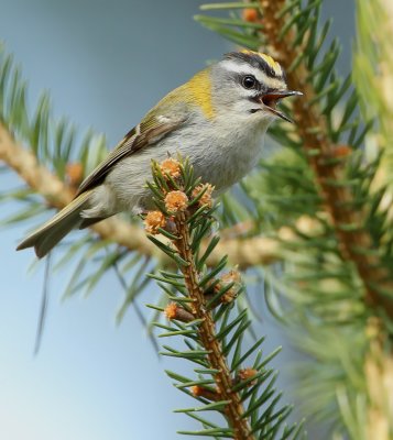 sommergoldhähnchen