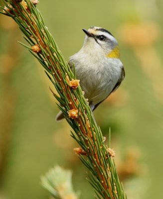 sommergoldhähnchen
