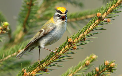 sommergoldhähnchen