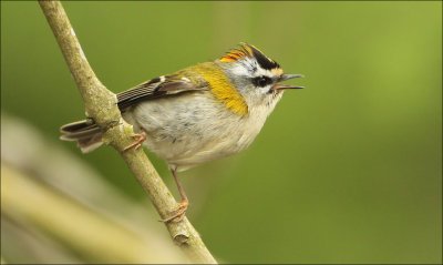 sommergoldhähnchen