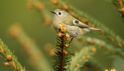wintergoldhähnchen