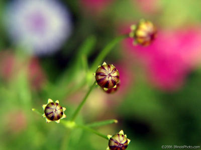 PICT0994-abstract-flora.jpg