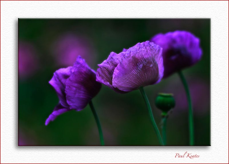 Purple-Poppy.jpg