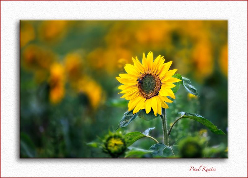 Glandford-Sunflower-m.jpg