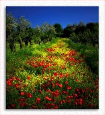 Poppies.JPG