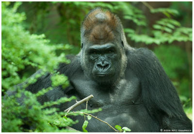 2006 Bronx Zoo - Gorilla 2