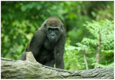 2006 Bronx Zoo - Gorilla 1