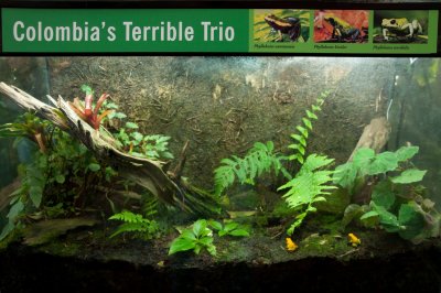 DSC_3559 Colombia's Terrible Frog Trio.JPG