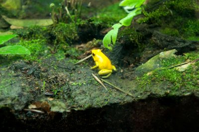 DSC_3565 Yellow Frog v Deadly.JPG