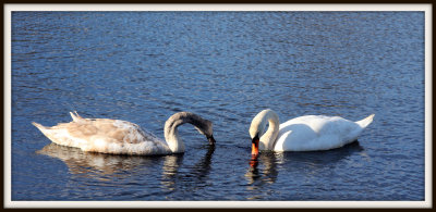 the  swans2   .jpg