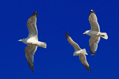 flying gulls