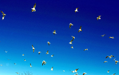 Flying Birds2