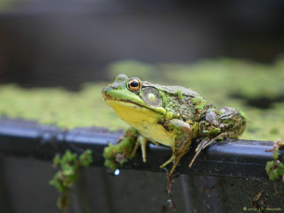 Marlboro Frog