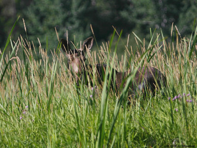 Idaho Moose