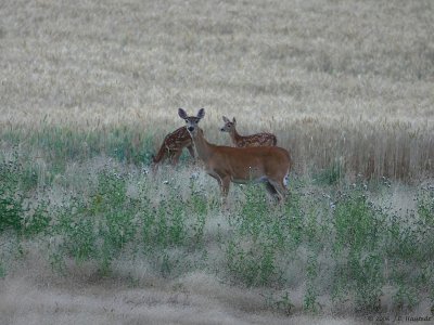 Idaho White Tail Deer