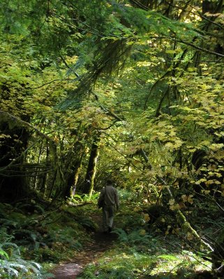 Old growth down back side of Mt St Helen's