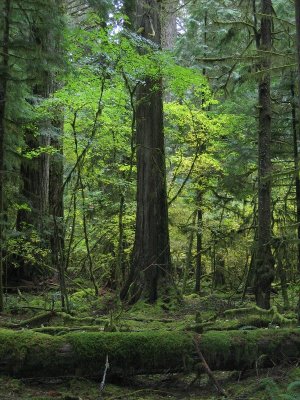 Old growth down back side of Mt St Helen's