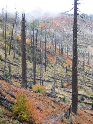 Back side of Mt St Helen's from NF-99