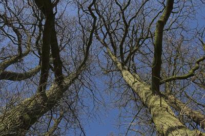 Looking up