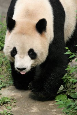 Beijing Zoo Panda