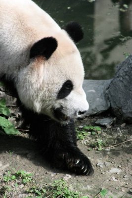 Beijing Zoo Panda