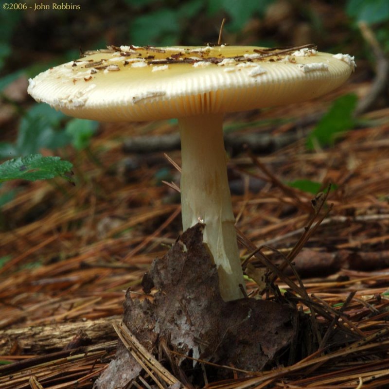 Mushroom