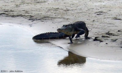 Gator turning around