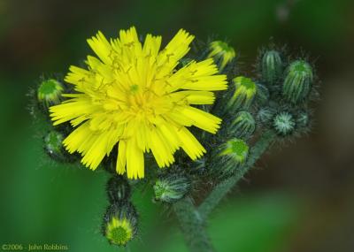 Goats Beard