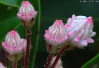 Mountain Laurel