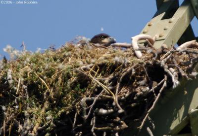 Nestling Head