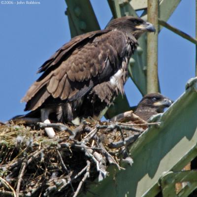 ABE Nestling Pair