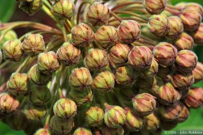 Swamp Milkweed