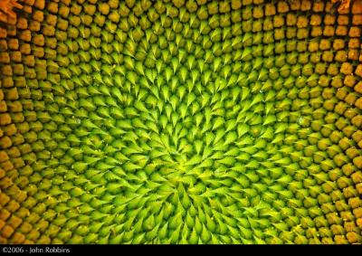 Sunflower Detail