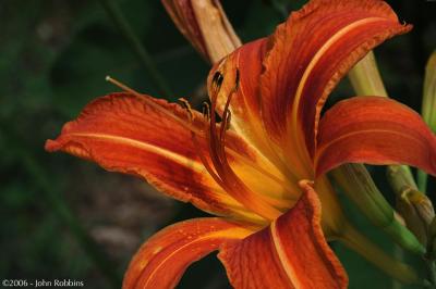 Day Lily