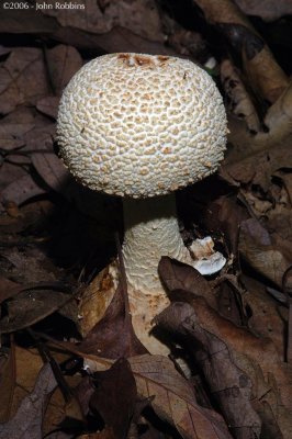 Coker's Amanita 2