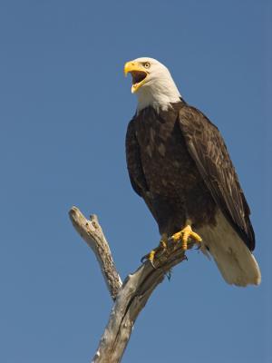 Bald Eagles Can't Sing.