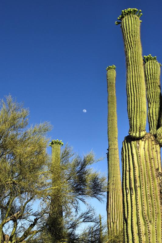 Budding Saguaro Cactus with Moon