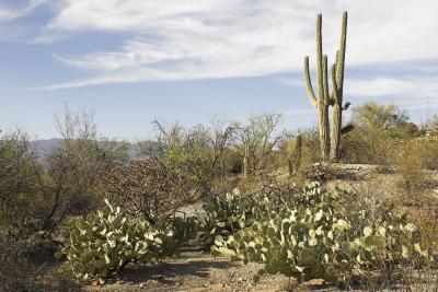 Saguaro, Prickly Pear, &  Cane Cholla Cactus