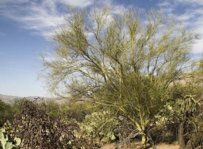 Palo Verde Tree