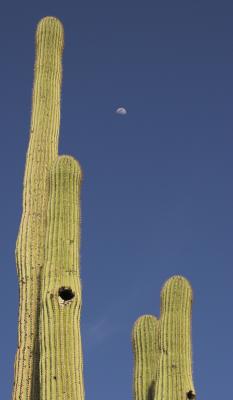 Saguaro and Moon